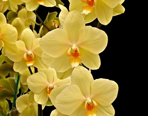 Springtime Yellow Orchids